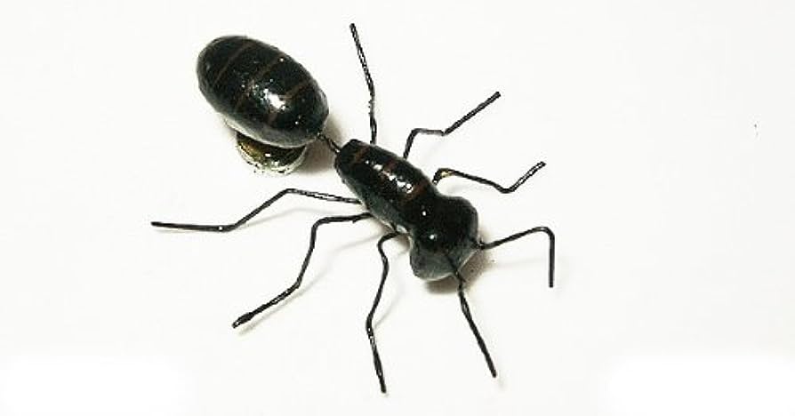 INSEKTEN Magnete